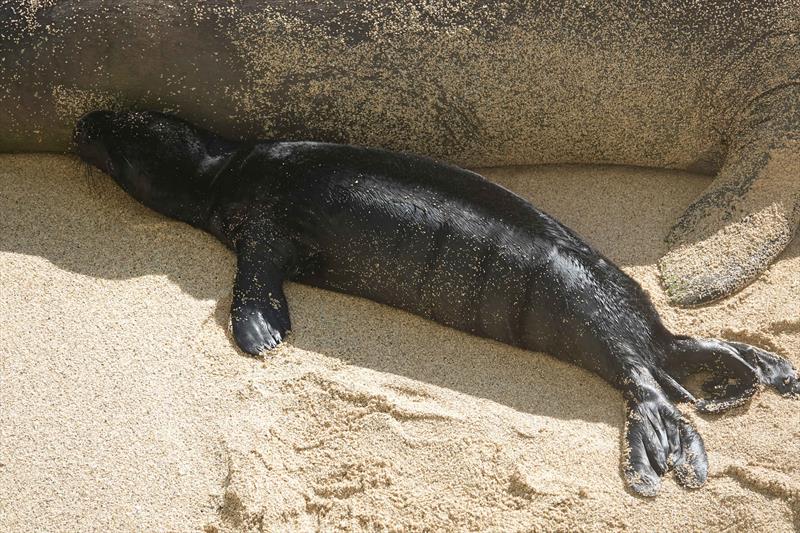 Hawaiian monk seal pups are born with a black coat of fur. As they age, they shed this dark fur for a silvery-gray coat - photo © NOAA Fisheries (Permit #24359)