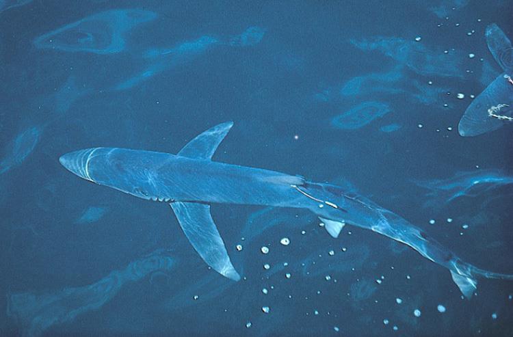 Blue shark with a dart tag at the base of its first dorsal fin - photo © NOAA Fisheries