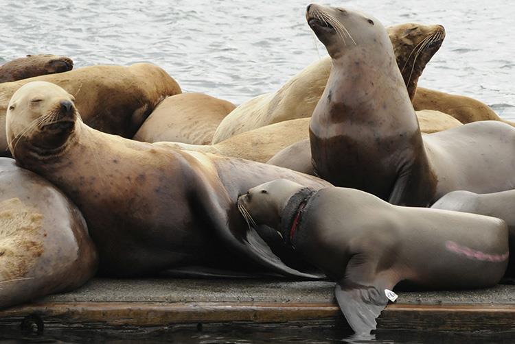 One-year-old endangered female Steller sea lion back with mom after a successful entanglement response in 2023 - photo © NOAA Fisheries/Kim Raum-Suryan, NOAA permit No. 24359.