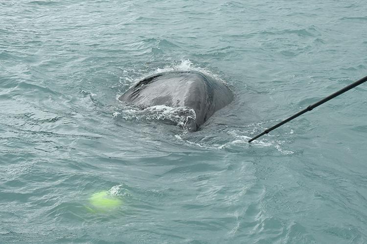 he NOAA team used a 28-foot long pole with a hooked knife to make several cuts to the line entangling the humpback whale. Taken under NOAA Permit No. 24359 - photo © NOAA/John Moran