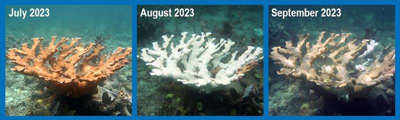 Time series showing an elkhorn coral bleaching and dying in the summer of 2023. The last photo shows the dead skeleton being colonized by filamentous algae - photo © NOAA Fisheries