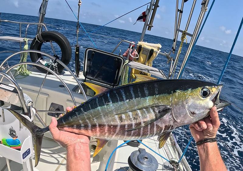 Yellowfin tuna at St Peter and St Paul Rocks - Blue Moon II circumnavigation photo copyright Tristan Gourlay taken at Tamar Yacht Club and featuring the Cruising Yacht class