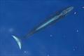 © NOAA Fisheries under NOAA Permit No. 21938