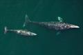 © David Weller / SWFSC/ NOAA Fisheries under NMFS Permit # 19091 and MBNMS 2017-8.