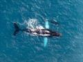 Humpback whale mother and calf seen off the coast of St. Maarten &copy; Andre Dede Knol