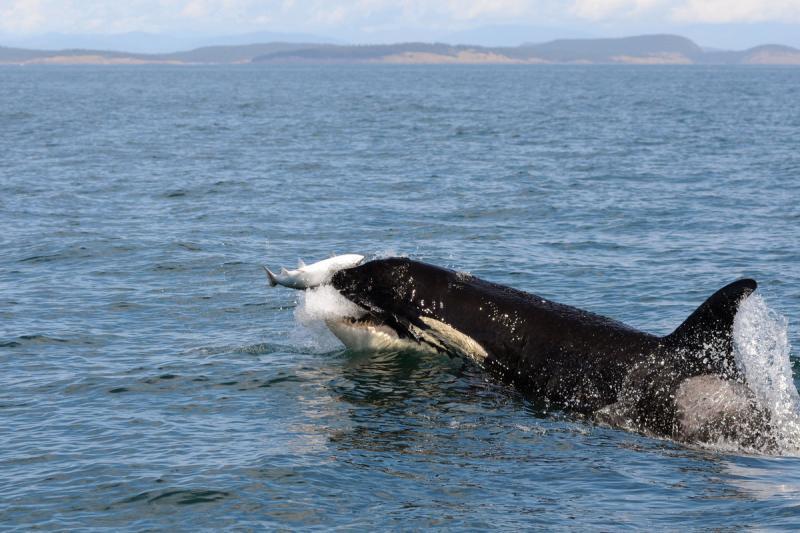 The Story of the Southern Residents Endangered Orcas