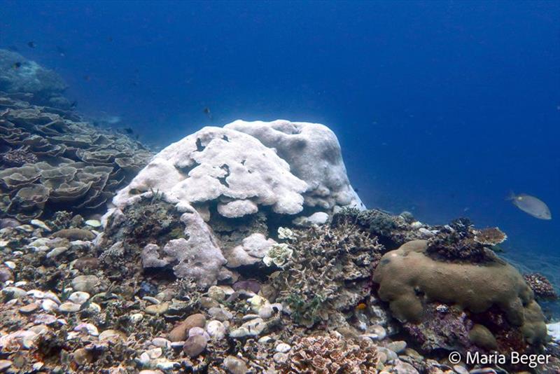 Coral reef in Indonesia photo copyright Maria Beger taken at  and featuring the Environment class