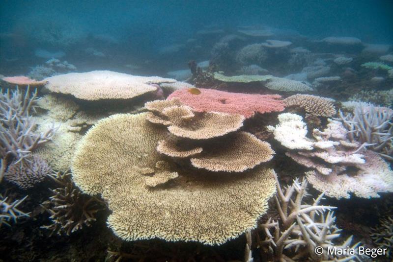 Coral reef in Indonesia - photo © Maria Beger