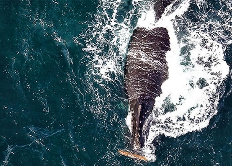 North Pacific right whale #87 also known as “Smudgy” interacts with a log floating on the water. There are only around 30 individuals in the eastern population, so to spot a North Pacific right whale is rare and to see one interacting with a log. - photo © NOAA Fisheries
