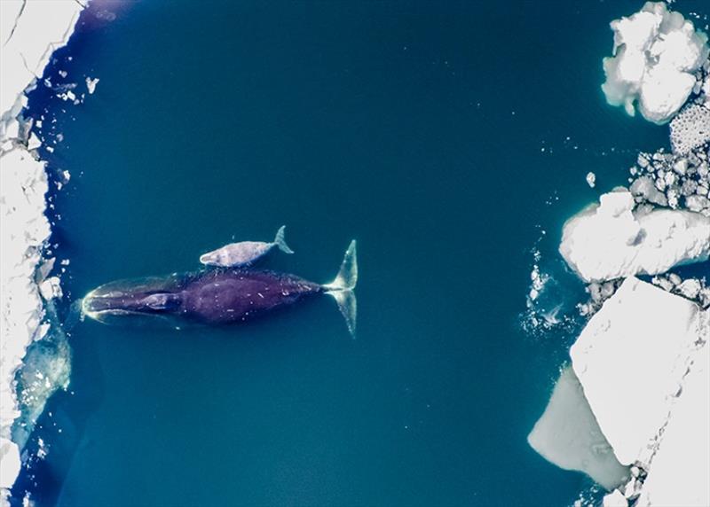 Video: Lose the Rope, Give Whales Hope