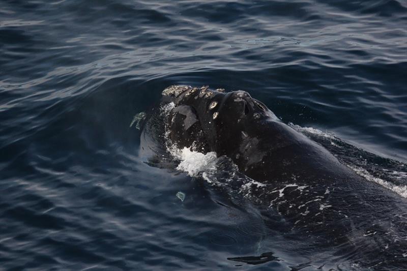 North Pacific right whale. - photo © International Whaling Commission