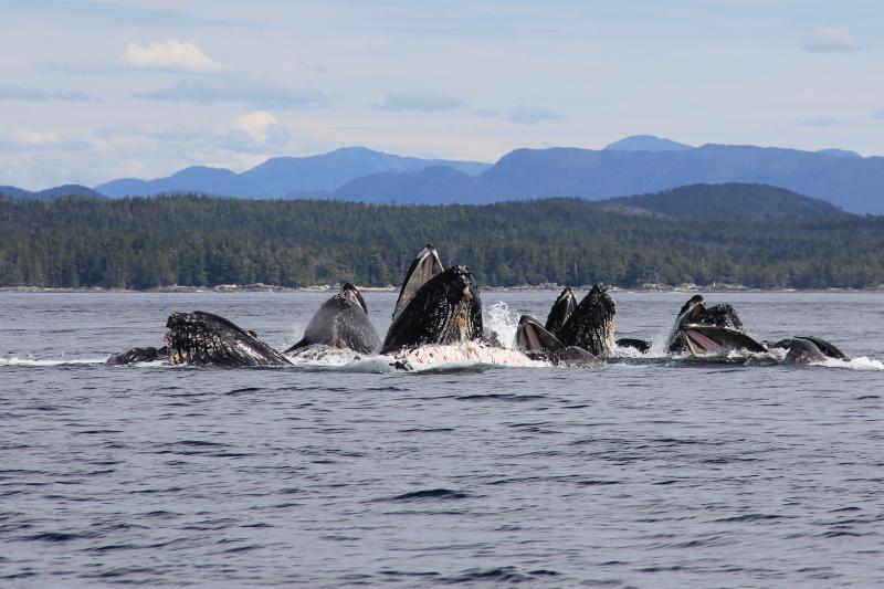 Video: Lose the Rope, Give Whales Hope