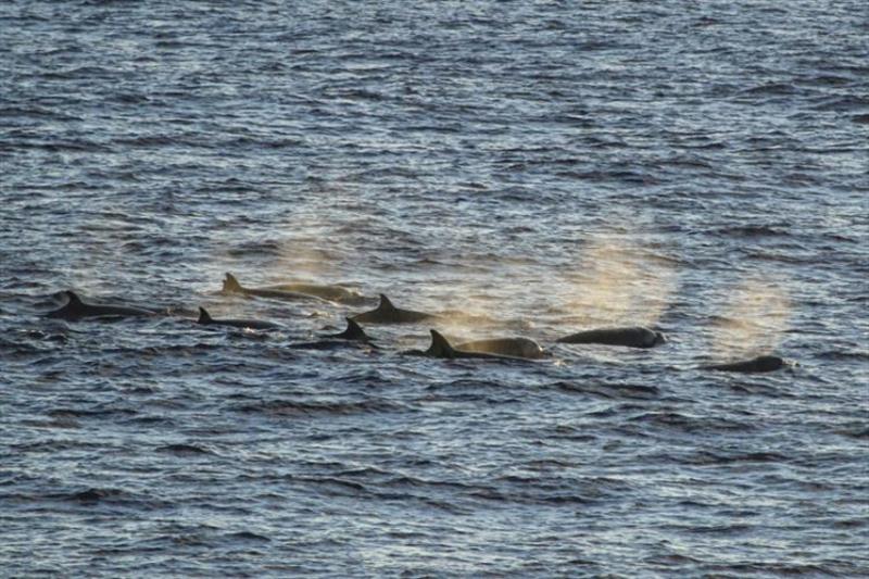 The setting sun highlights the puffy blows characteristic of Longman's beaked whale - photo © NOAA Fisheries