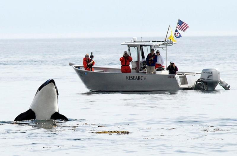 Dawn Noren and others on the Noctiluca small vessel watch a spyhopping killer whale in Puget Sound. - photo © Kelley Balcomb-Bartok