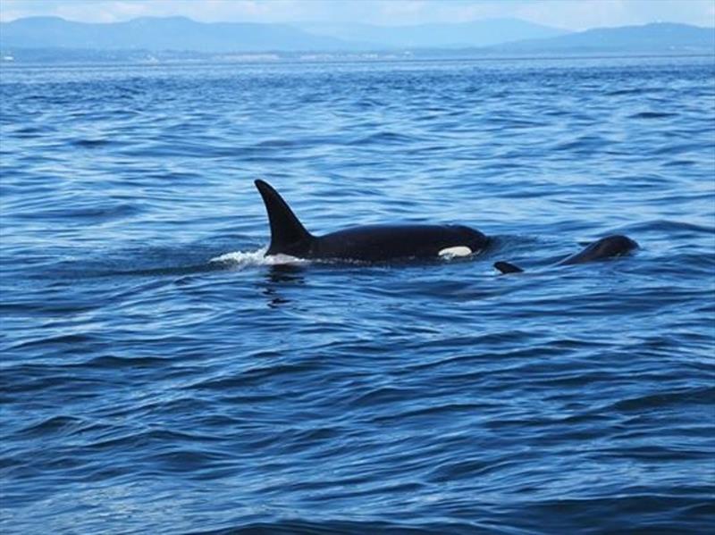 An L pod mom and calf. - photo © Kristin Wilkinson / NOAA Fisheries