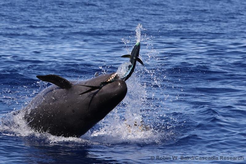 False killer whales often breach entirely out of the water when hunting for prey. - photo © Cascadia Research Collective/Robin W. Baird (NOAA Fisheries Permit #20605)
