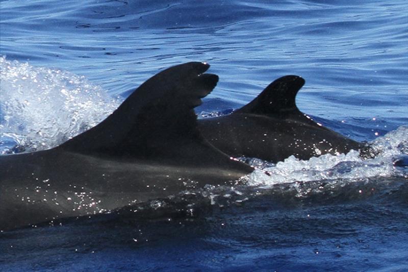 False killer whale's dorsal fin is unique, similar to person's fingerprint. Photographing them allows scientists to track animals throughout their lives & better understand the social structure of each population, like relationship between this mom & calf - photo © Cascadia Research Collective/Annie B. Douglas (NOAA Fisheries Permit #15330)