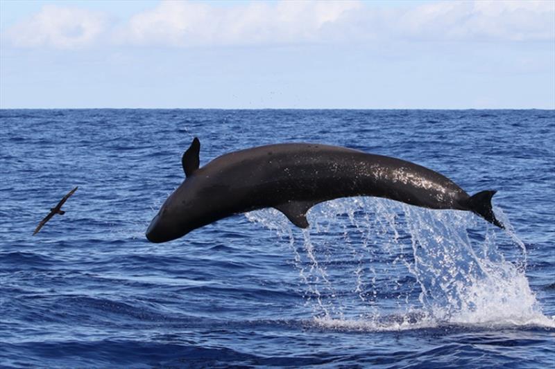 “S” marks the flipper of the false killer whale: The curved, leading edge of their pectoral fins is unlike any other species in Hawai‘i waters. - photo © Cascadia Research Collective/Robin W. Baird (NOAA Fisheries Permit #15330).