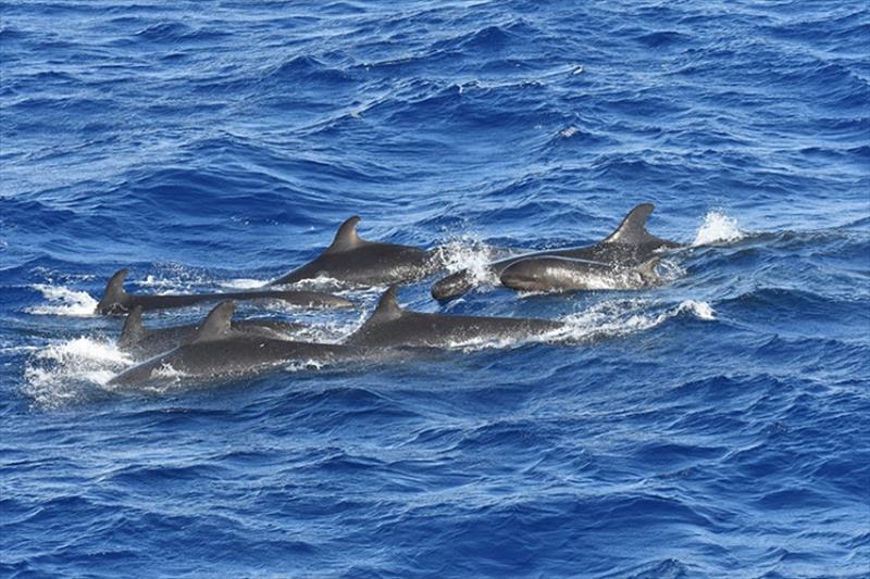 False killer whales (pictured) are known to be active feeders during the daytime. Their lookalike relatives—the short-finned pilot whale, melon-headed whale, and pygmy killer whale—feed primarily at night. - photo © NOAA Fisheries