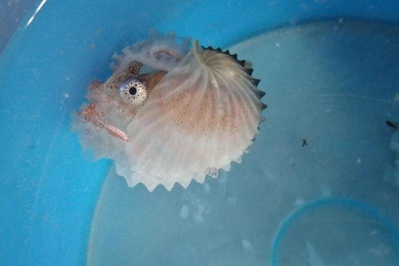 A paper nautilus - photo © NOAA Fisheries
