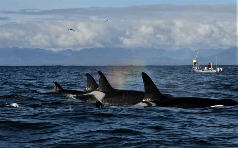 Southern Resident killer whales encountered during NOAA's PODs (Pacific Orcinus Distribution Survey) in October 2021 near the west end of the Strait of Juan de Fuca. - photo © NOAA Fisheries