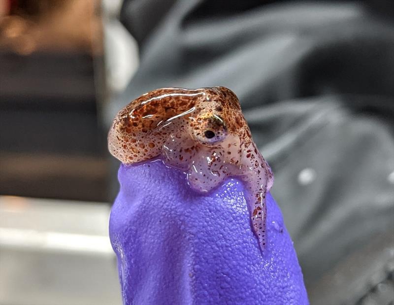 East Pacific red octopus, Octopus rubescens, found by scientists conducting the 2021 California Current Ecosystem Survey aboard the NOAA Ship Reuben Lasker. - photo © NOAA Fisheries