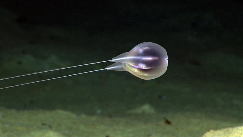 The comb jelly, or ctenophore, was first seen during a 2015 dive with the NOAA Office of Ocean Exploration and Research team. - photo © NOAA Fisheries