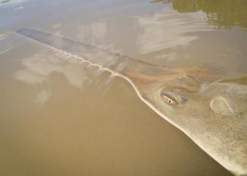 Sawfish - photo © Dana Bethea / NOAA Fisheries