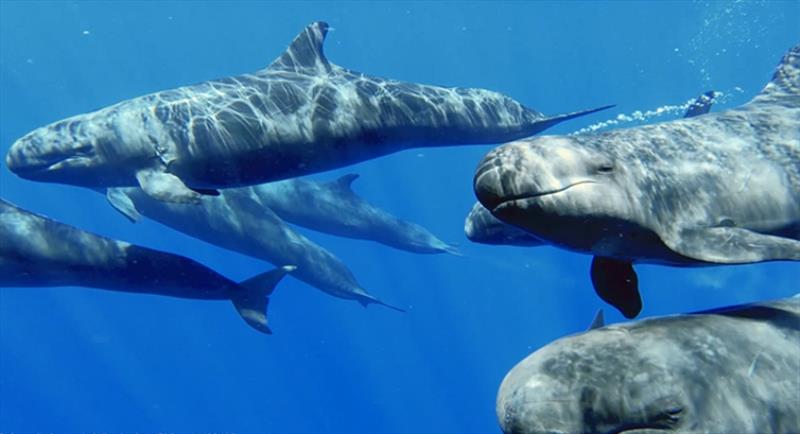 Pods of swimming false killer whales. - photo © Cascadia Research Collective/Trent Ellis/Lee James (NOAA Fisheries Permit #20605