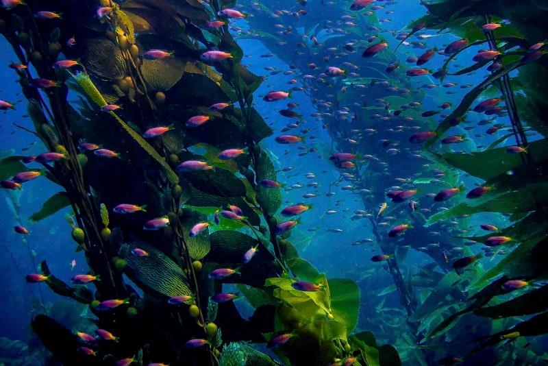 Juvenile blacksmiths swim in a kelp forest. - photo © Laura Tesler