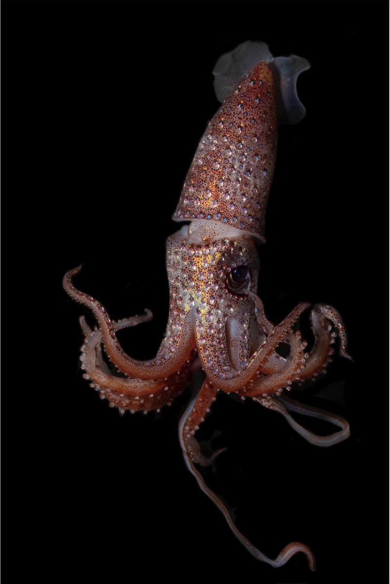 A strawberry squid. - photo © NOAA Fisheries