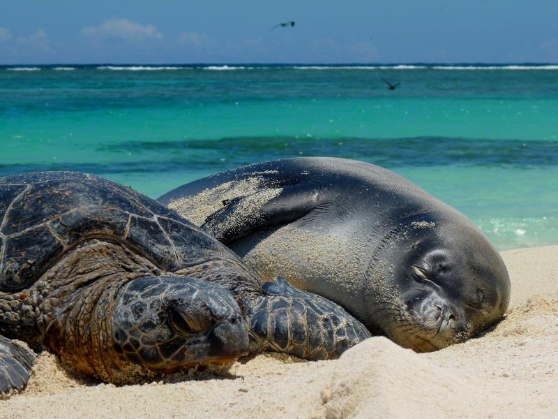 Green sea turtle and Hawaiian monk seal pup resting on a protected beach in the Northwestern Hawaiian Islands. - photo © NOAA Fisheries