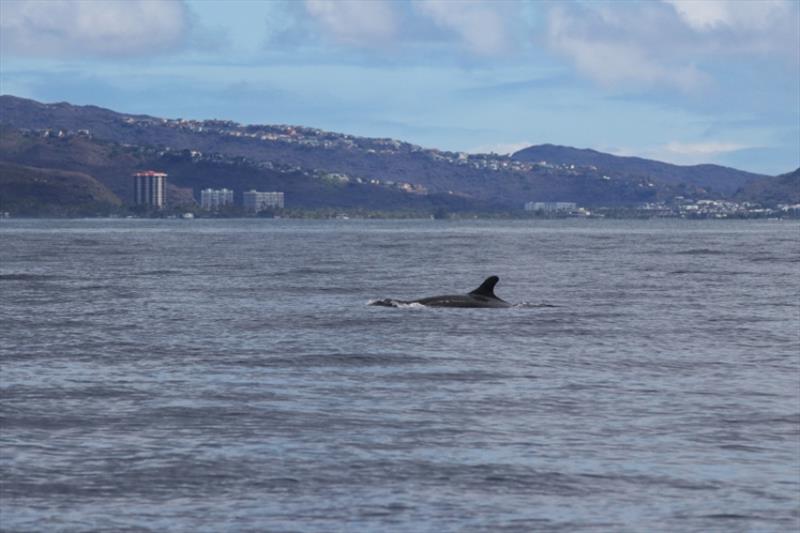 NOAA Fisheries researchers respotted false killer whale HIPc808 mid-journey on the southeast shore of O‘ahu during surveys for spinner dolphins in 2021. This individual was first tagged by CRC off the southwest coast of Hawai‘i Island. - photo © NOAA Fisheries / Marie Hill