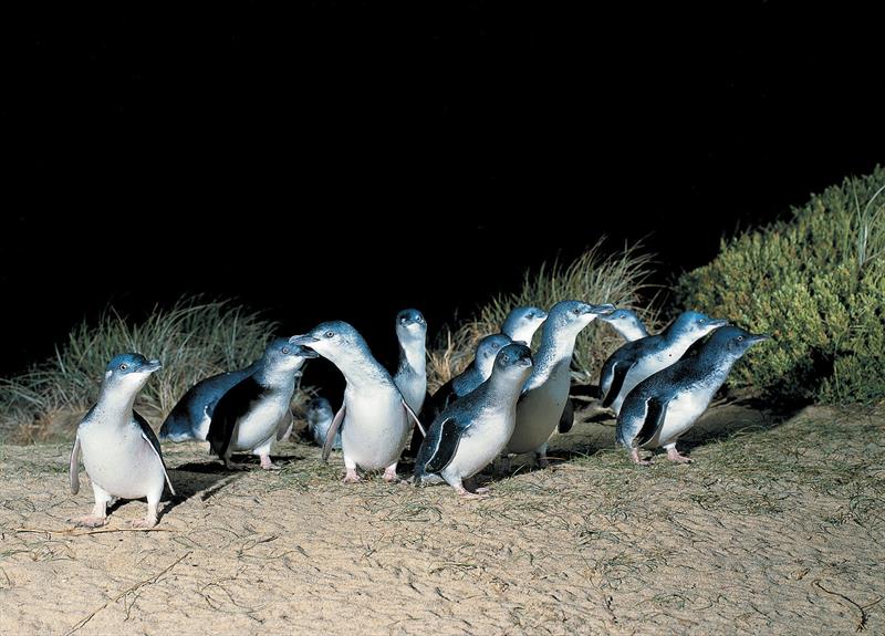 Little penguins returning to their nests. - photo © CSIRO