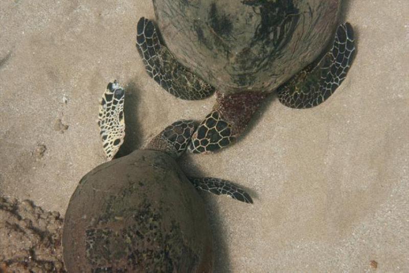 An adult female and a juvenile hawksbill engaged in the head touching social behavior documented by researchers photo copyright NOAA Fisheries / Don McLeish (NOAA Permit #21260) taken at  and featuring the Environment class