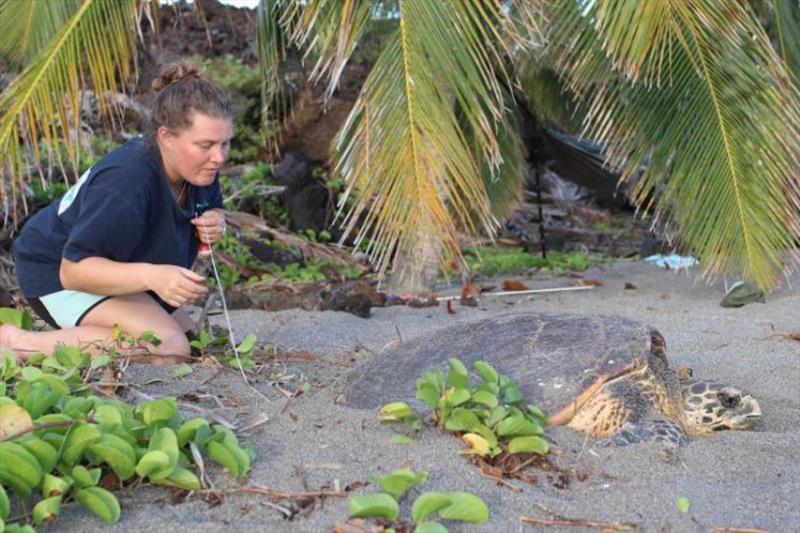 Although hawksbill turtles almost exclusively nest at night, Hawaii Island Hawksbill Project Coordinator Kelleigh Downs encountered this one nesting during the early morning hours on Hawaii Island photo copyright Hawaii Island Hawksbill Project (USFWS Permit TE-739923-8) taken at  and featuring the Environment class