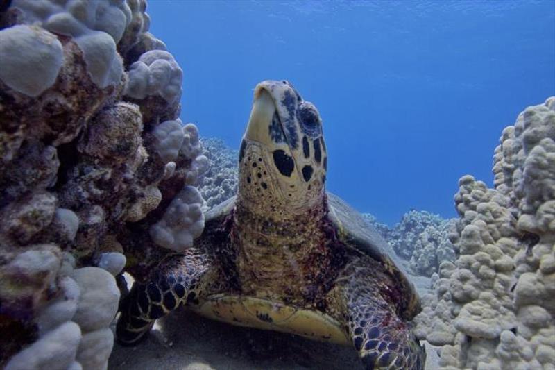 A hawksbill turtle resting in coral reef habitat off of western Maui photo copyright NOAA Fisheries / Don McLeish (NOAA Permit #21260) taken at  and featuring the Environment class