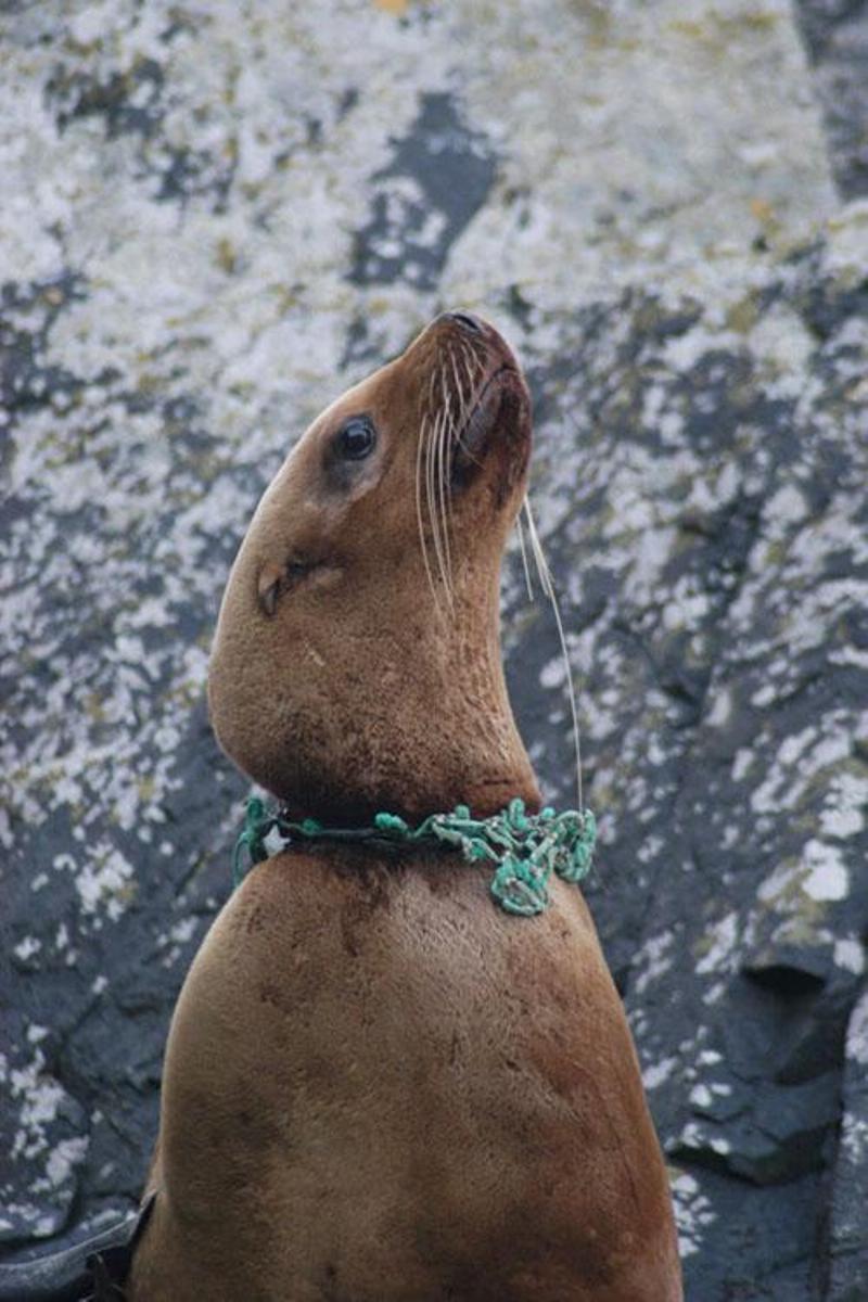 Sea lion entangled in a green net, near Juneau, AK photo copyright NOAA Permit #14325 taken at  and featuring the Environment class