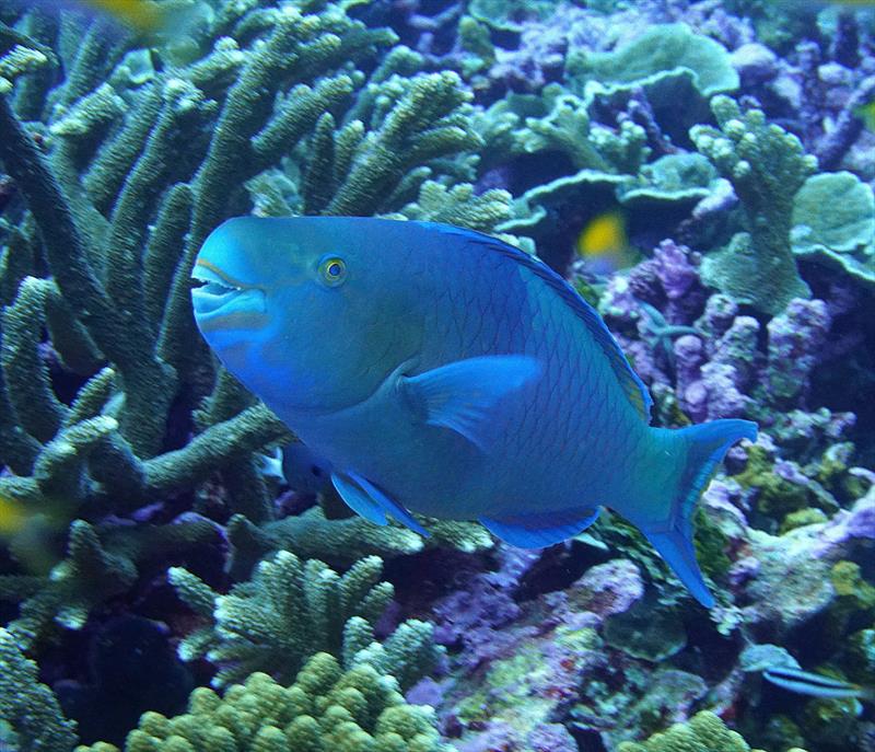 Large parrotfish have powerful beaks that scrape algae off reef substrates, opening space for corals and other organisms. - photo © NOAA Fisheries / Kevin Lino