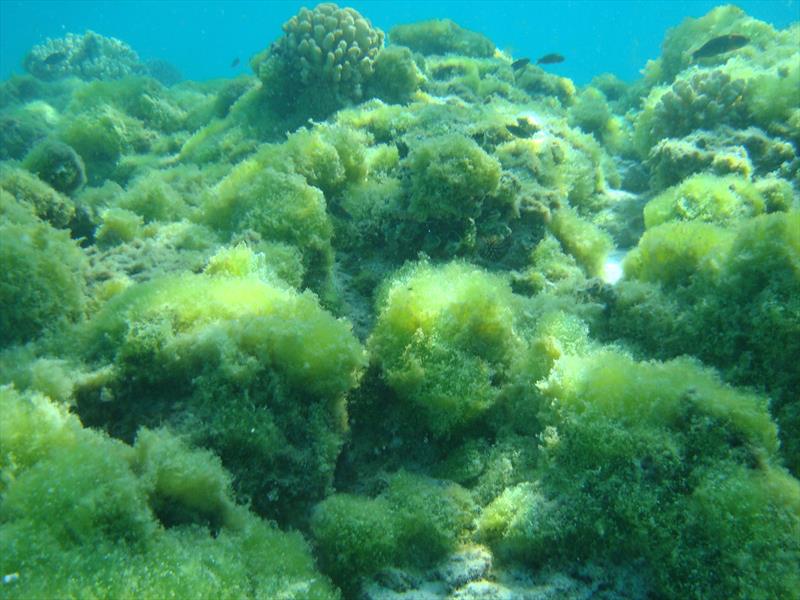 Boodlea algae overgrowth dominates areas of the Kure Atoll lagoon. - photo © Peter Vroom / NOAA Fisheries