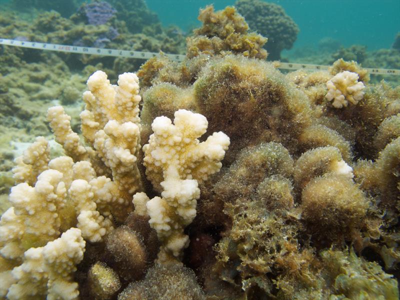Algae and corals are in competition for space. Here, algae smothers the coral branches on the right, limiting their access to sunlight, while the branches on the left are mostly free from seaweed. - photo © Courtney Couch / NOAA Fisheries