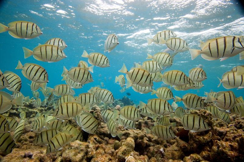 Acanthurus triostegus, like other surgeonfish, can be found in large schools that swim across reefs, grazing on algae photo copyright NOAA Fisheries taken at  and featuring the Environment class