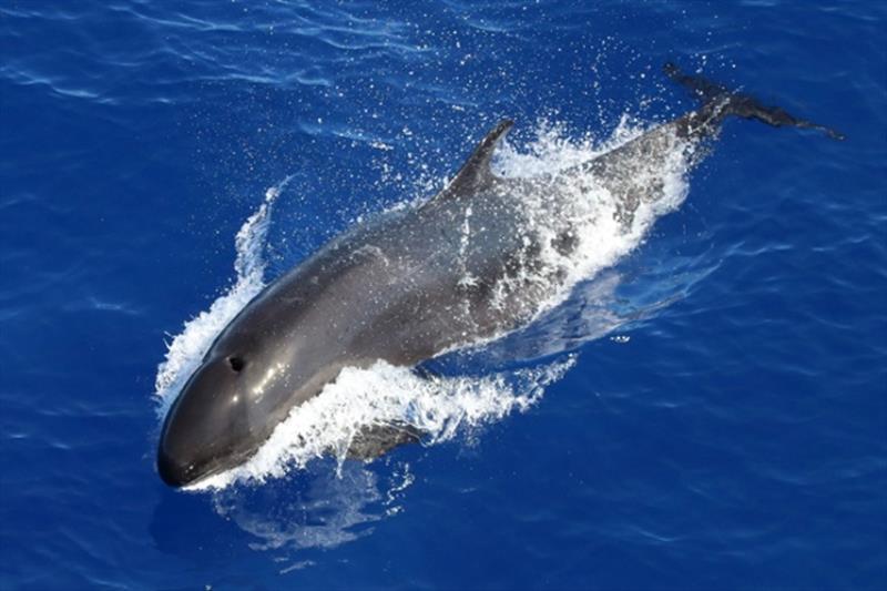 A false killer whale, observed during the 2017 Hawaiian Islands Cetacean and Ecosystem Assessment Survey. - photo © NOAA Fisheries / Charlotte Boyd