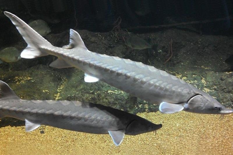 Atlantic sturgeon swimming. - photo © NOAA Fisheries