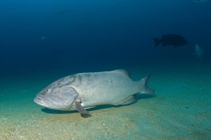 Gulf grouper. - photo © Octavio Aburto, Scripps Institution of Oceanography