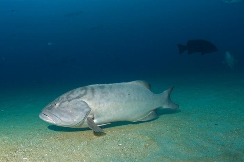 Gulf grouper photo copyright Octavio Aburto, Scripps Institution of Oceanography taken at  and featuring the Environment class