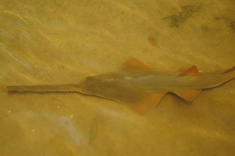 Smalltooth sawfish. - photo © NOAA Fisheries