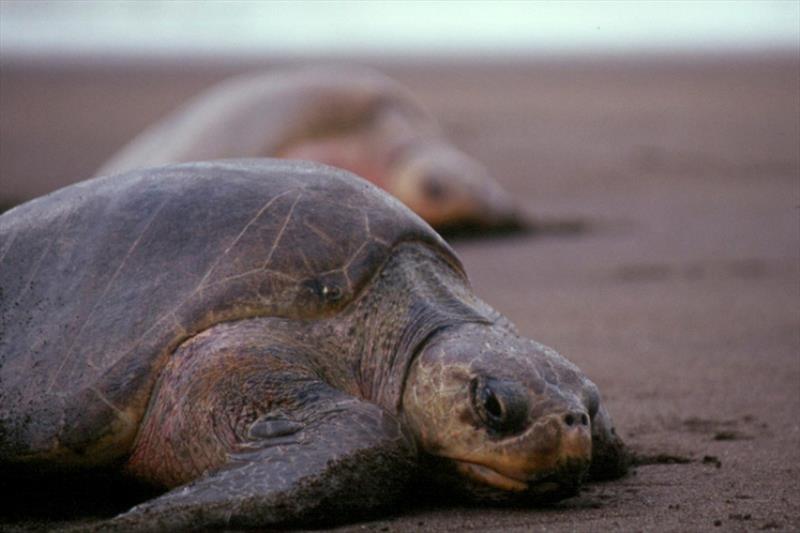 Olive ridley sea turtle on beach. - photo © NOAA Fisheries