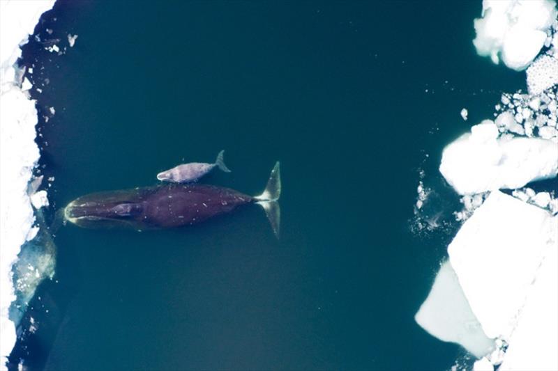 Bowhead whale and calf. - photo © NOAA Fisheries