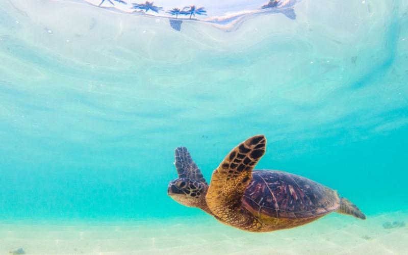 Hawaiian green sea turtle photo copyright iStock taken at  and featuring the Environment class